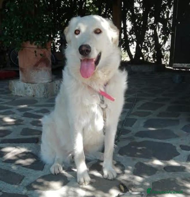 Meticcio cani LA DOLCISSIMA SALLY TI STA ASPETTANDO, IN ADOZIONE - Annuncio 1