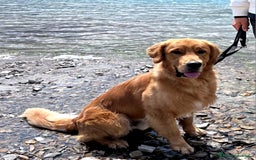 Golden Retriever cani per accoppiamento: Golden Retriever disponibile per monta a Provincia di Como - Immagine 4