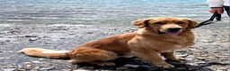 Golden Retriever cani per accoppiamento: Golden Retriever disponibile per monta a Provincia di Como - Annuncio 4