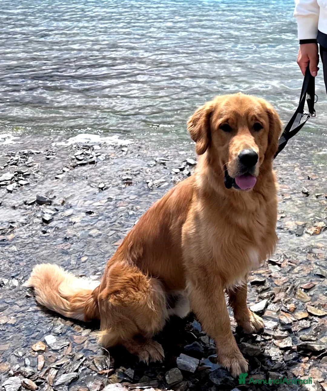 Golden Retriever cani per accoppiamento: Golden Retriever disponibile per monta a Provincia di Como - Annuncio 4