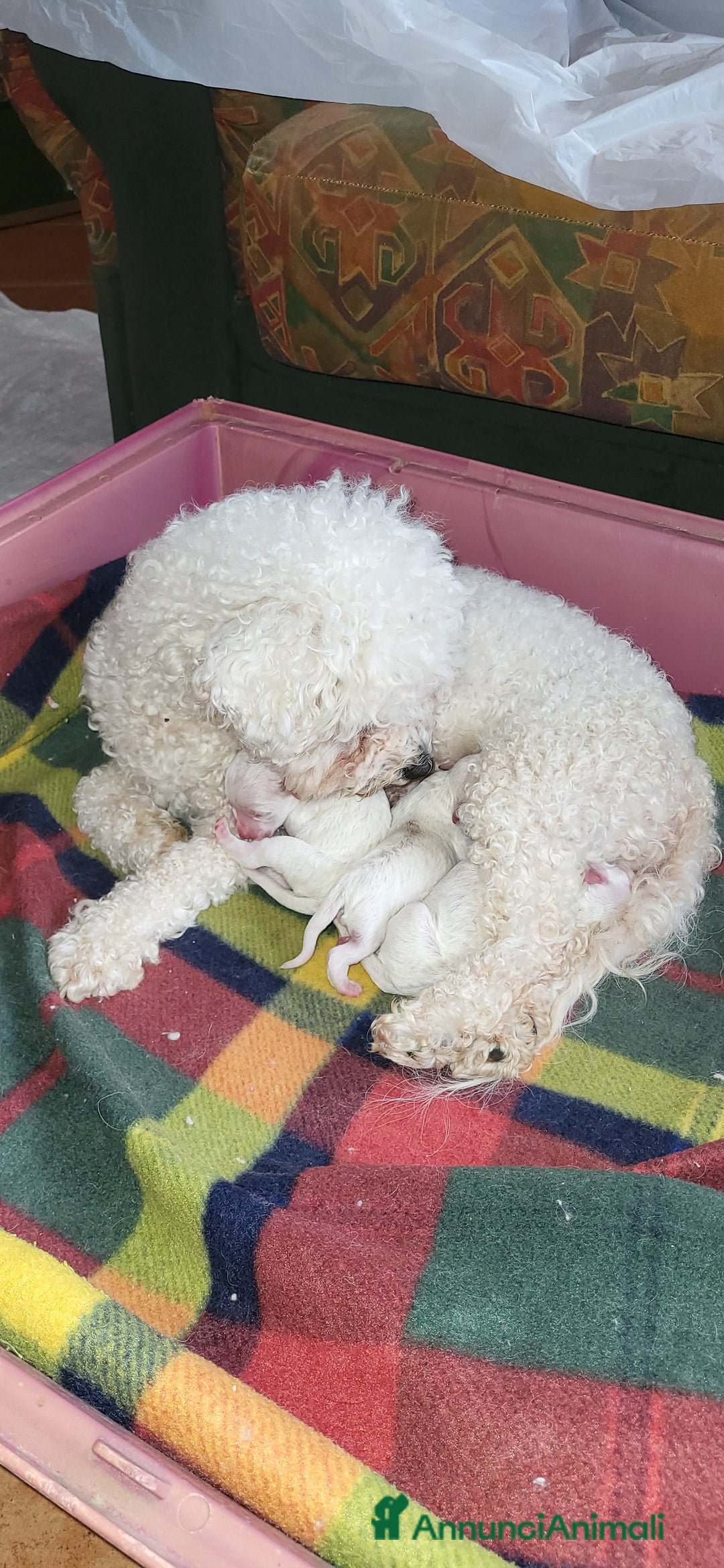 Bichon cani in vendita: Cucciole di bichon frisè  - Annuncio 6