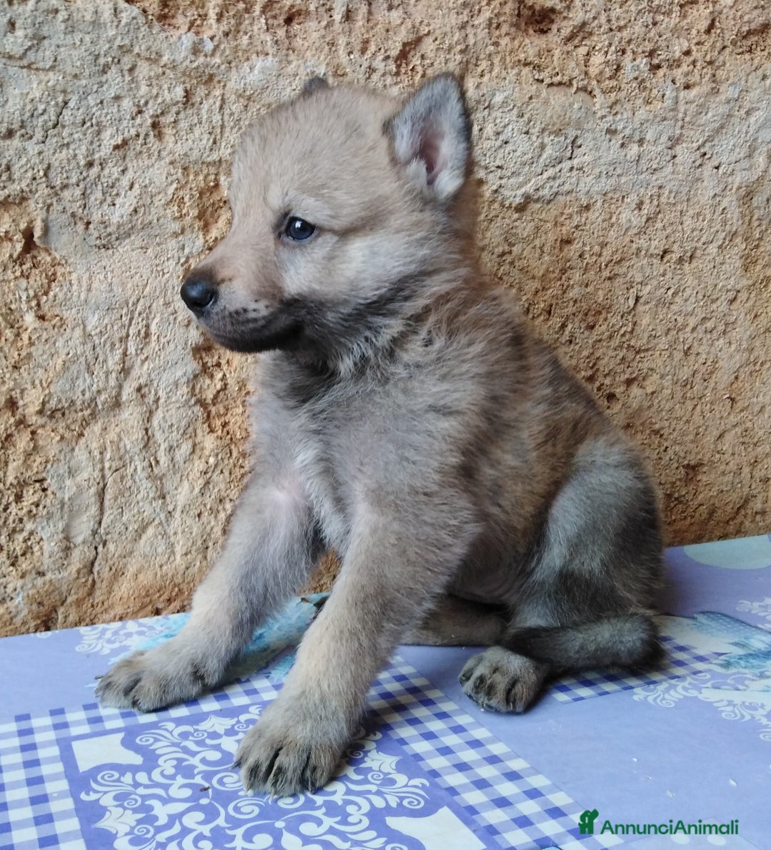 Lupo Cecoslovacco cani in vendita: Cane da Lupo Cecoslovacco super cuccioli PEDIGREE  - Annuncio 7