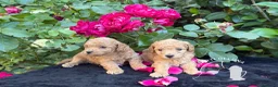 Barboncino Toy cani in vendita: Barboncino Toy – TreQuartidiLuna - Annuncio 4