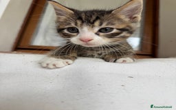 Maine Coon gatti in vendita: Cuccioli Maine Coon a Provincia di Brescia - Immagine 8