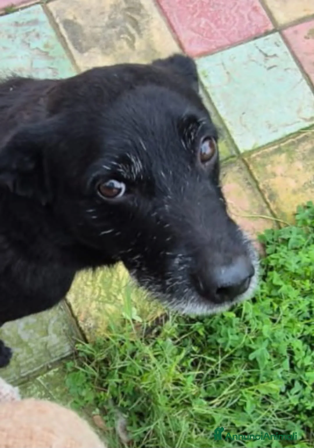 Meticcio cani in regalo: pino  - Annuncio 5