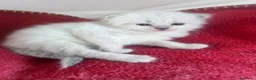 Siberiano gatti in vendita: Si prenotano cuccioli di siberiano con pedigree - Annuncio 5