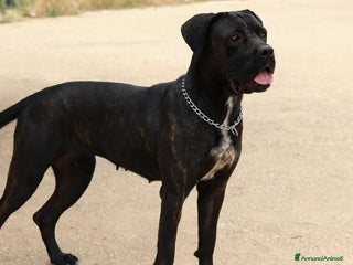 Cane Corso cani Cuccioli cane corso - Annuncio 11