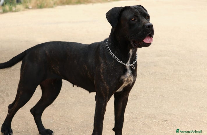 Cane Corso cani Cuccioli cane corso - Annuncio 1