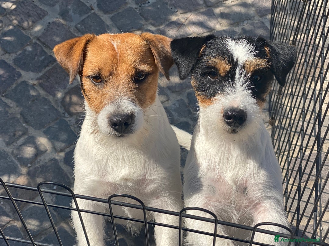 Immagine della galleria {{count}}