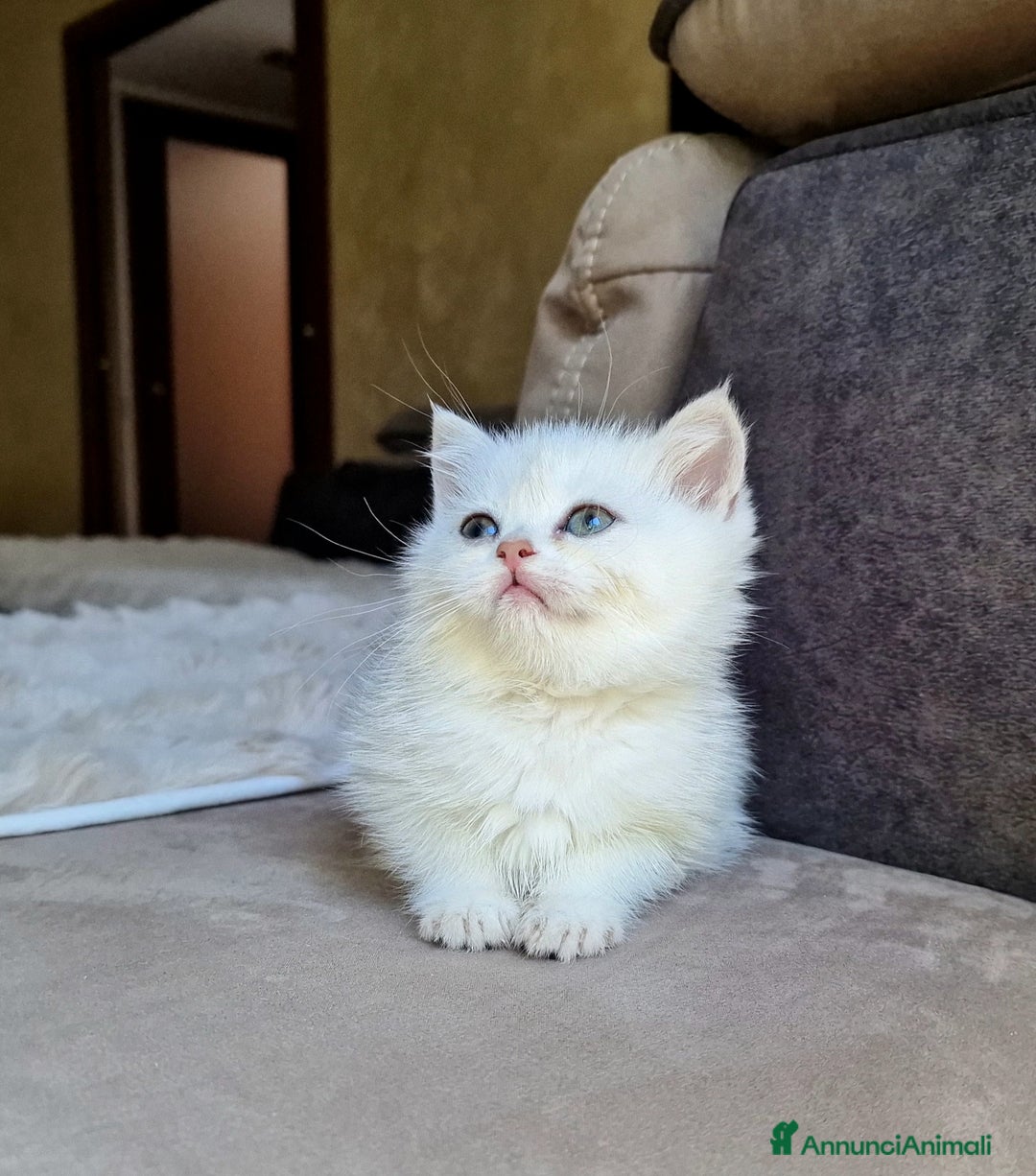 British gatti in vendita: British shorthair e longhair  - Annuncio 10