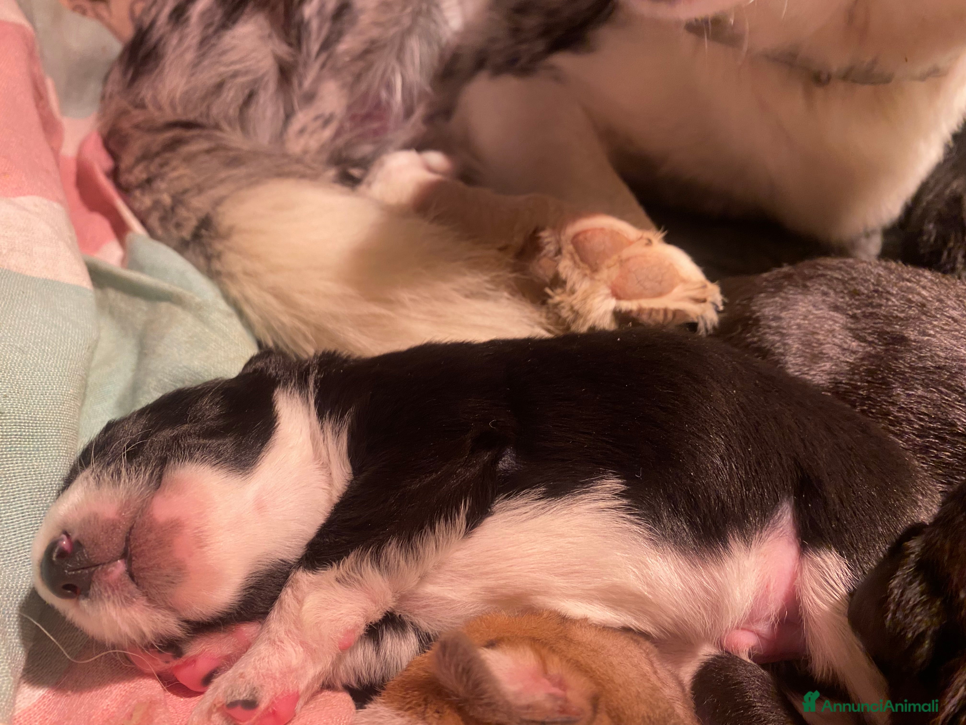 Border Collie cani Cuccioli incrocio Border collie - in adozione  - Annuncio 2