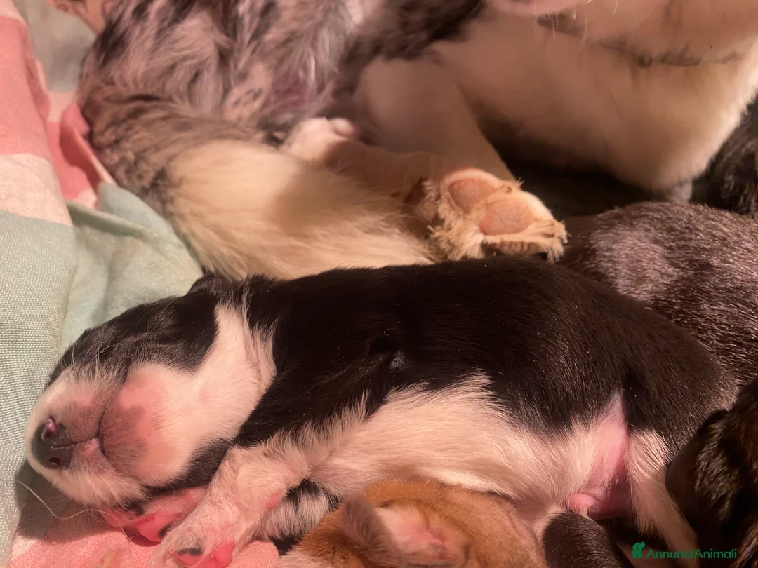 Border Collie cani in regalo: Cuccioli incrocio Border collie - in adozione  - Annuncio 2