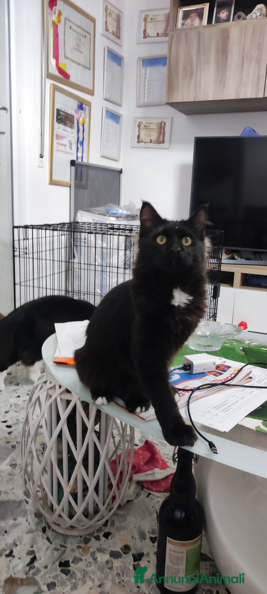 Maine Coon gatti in vendita: Maine coon - Annuncio 2