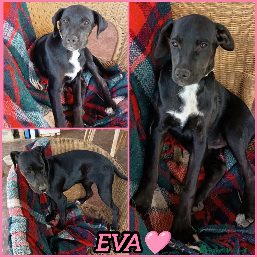 Meticcio cani in regalo: EVA ASPETTA UNA MAMMA  a Città metropolitana di Milano - Annuncio 2