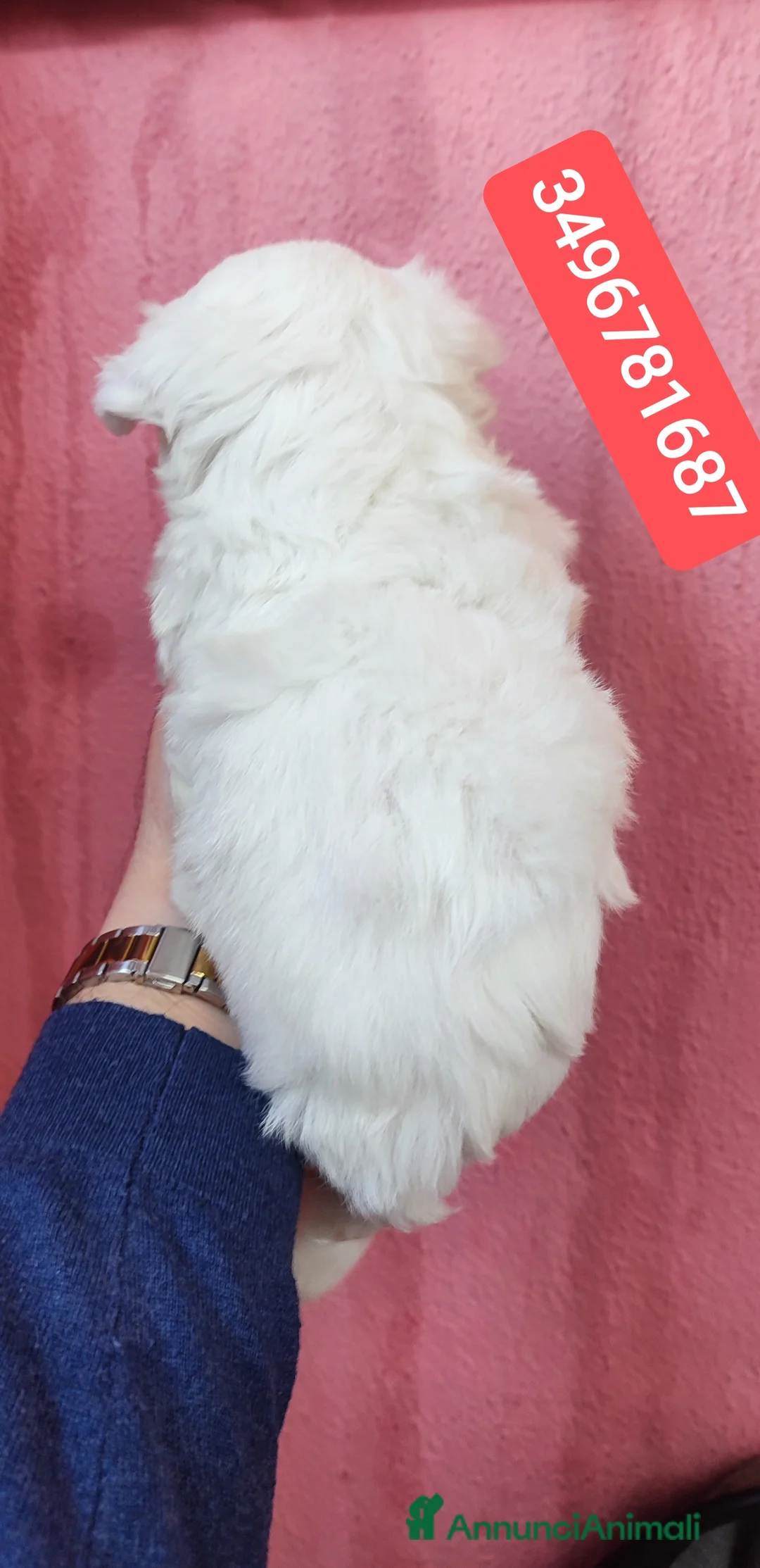 Maltese cani in vendita: MALTESE stupendo batuffolo - Annuncio 3