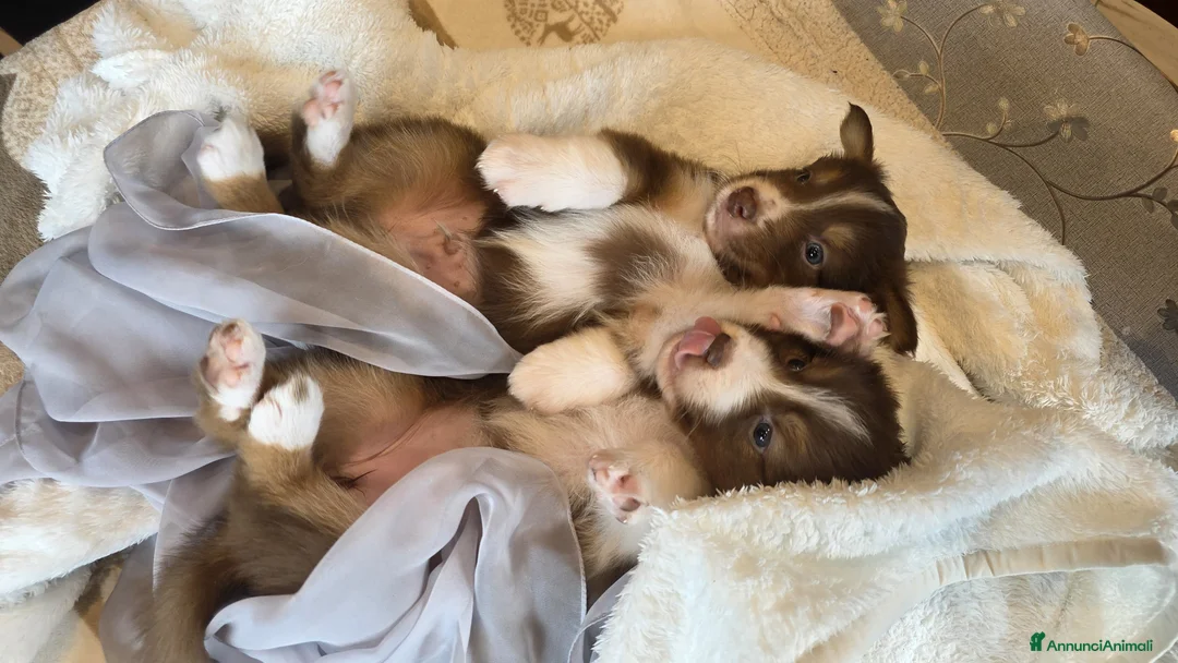 Australian Shepherd cani in vendita: Vendita cuccioli australian  shepherd  - Annuncio 8