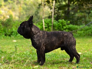 Bulldog Francese cani - Annuncio 1