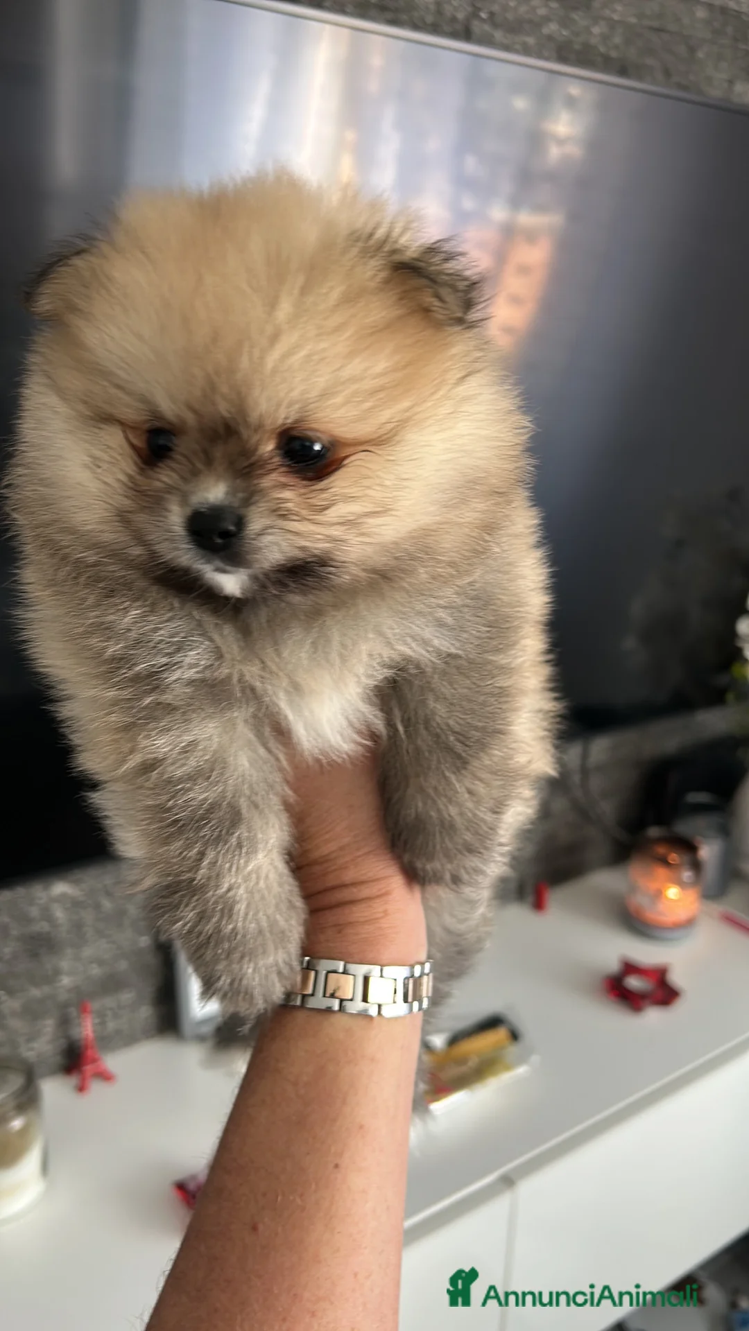 Volpino Pomerania cani in vendita: Orsacchiotto di Pomerania in vendita a Città metropolitana di Milano - Annuncio 8