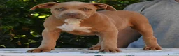 American Bully cani in vendita: Cucciole di American Bully XL. - Annuncio 1
