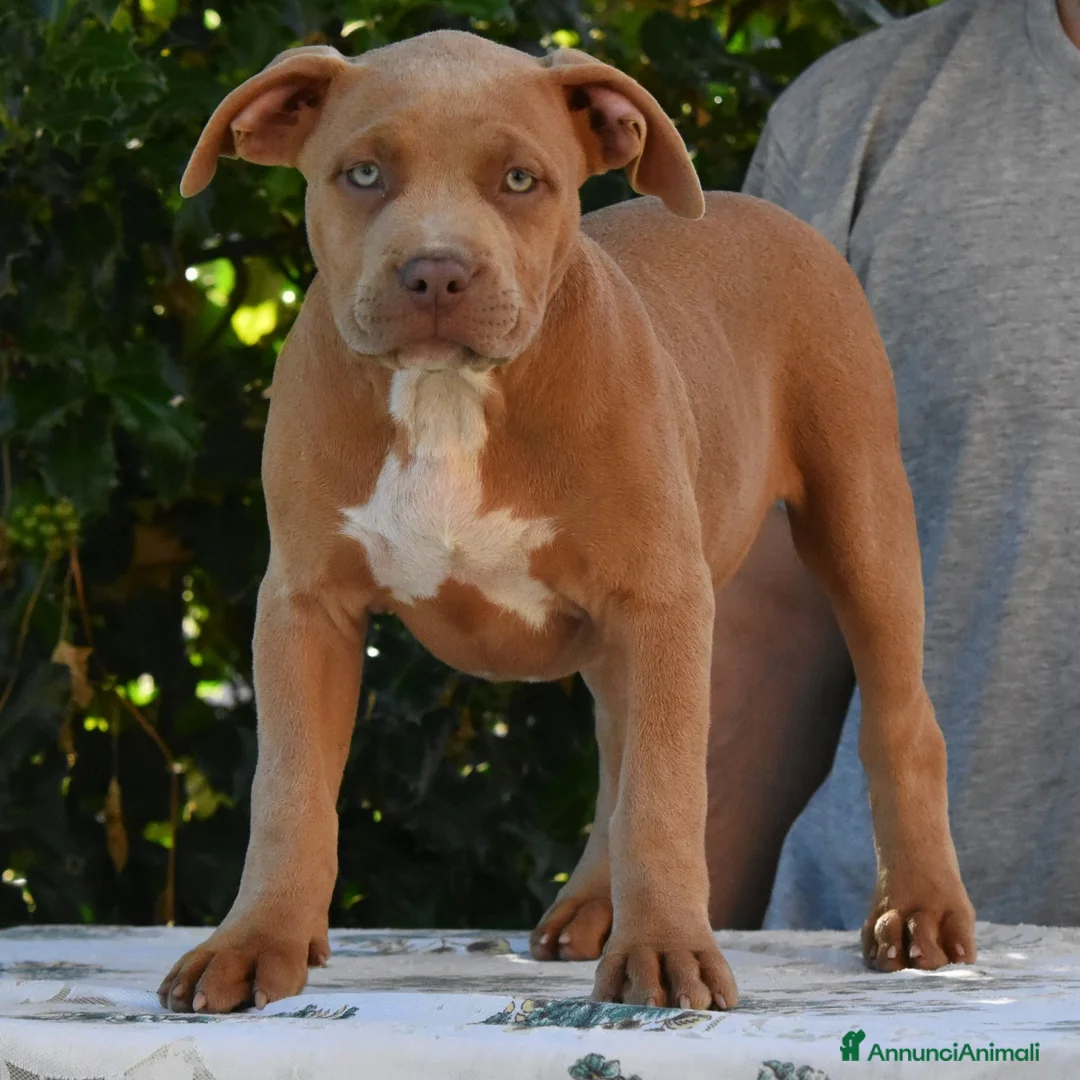 American Bully cani in vendita: Cucciole di American Bully XL. - Annuncio 1
