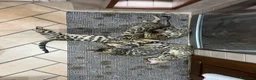 Bengala gatti in vendita: Cuccioli Bengala Jangaleecats - Annuncio 11