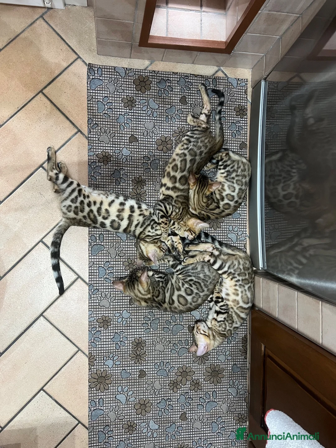 Bengala gatti in vendita: Cuccioli Bengala Jangaleecats - Annuncio 11