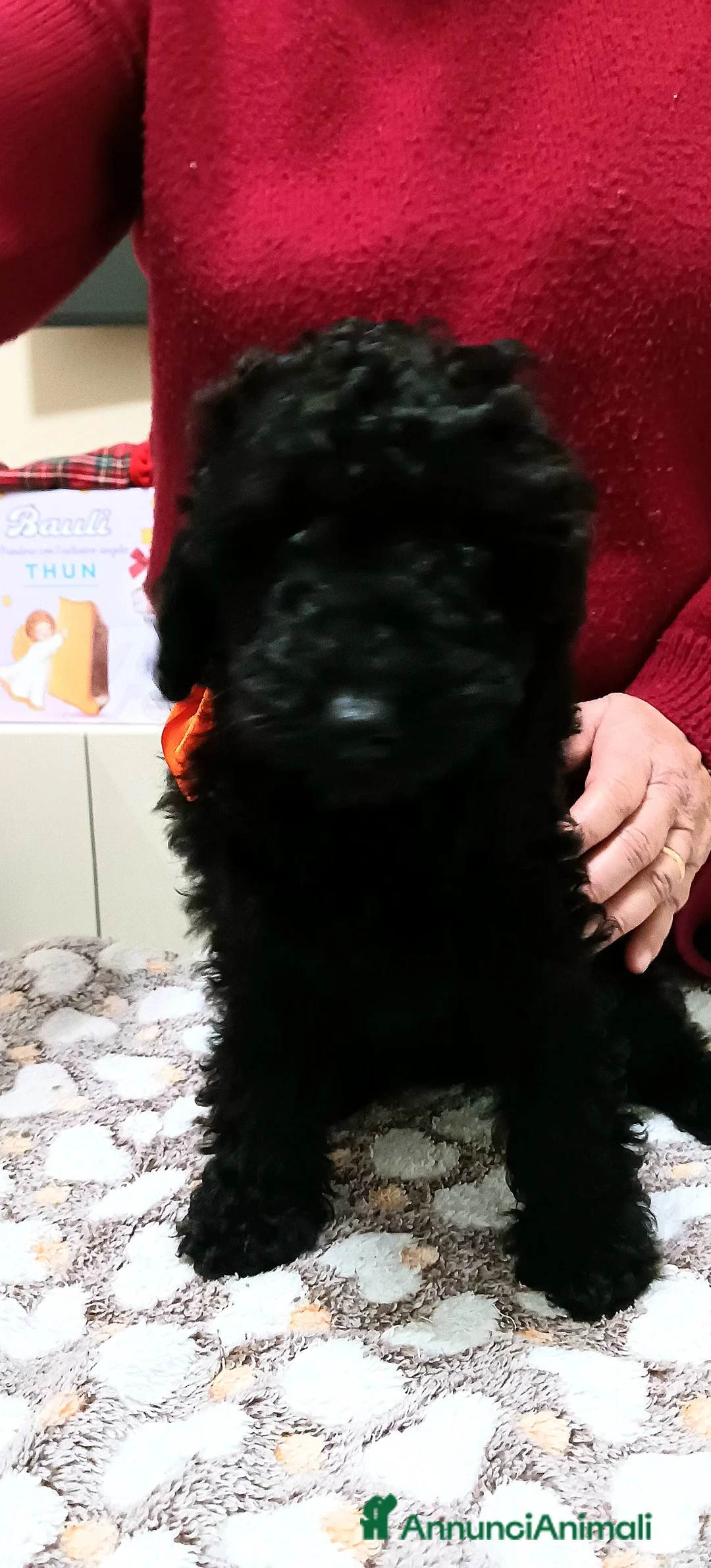 Barboncino cani in vendita: barboncino - Annuncio 6