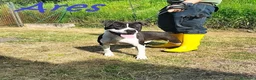 Pitbull cani in regalo: ARES  - Annuncio 3