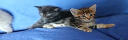 Maine Coon gatti in vendita: Cuccioli di maine coon pronti ad agosto - Annuncio 2