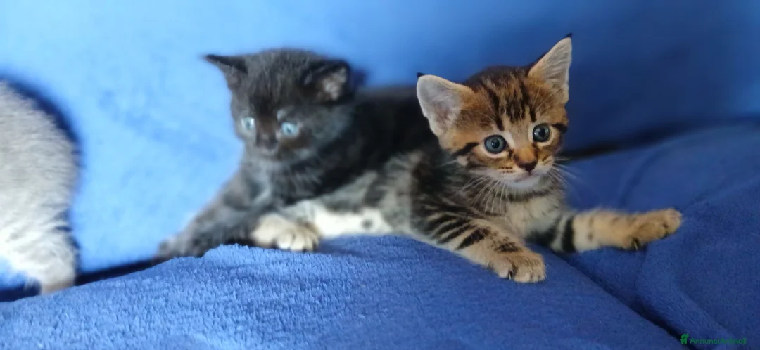 Maine Coon gatti in vendita: Cuccioli di maine coon pronti ad agosto - Annuncio 2
