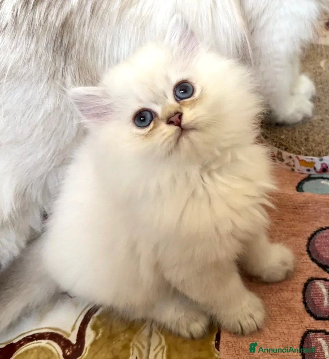 British gatti in vendita: Neil Armstrong – British Longhair Colourpoint a Provincia di Brescia - Annuncio 5