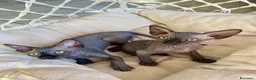 Sphynx gatti in vendita: Cuccioli Sphynks  a Provincia di Pesaro e Urbino - Annuncio 2