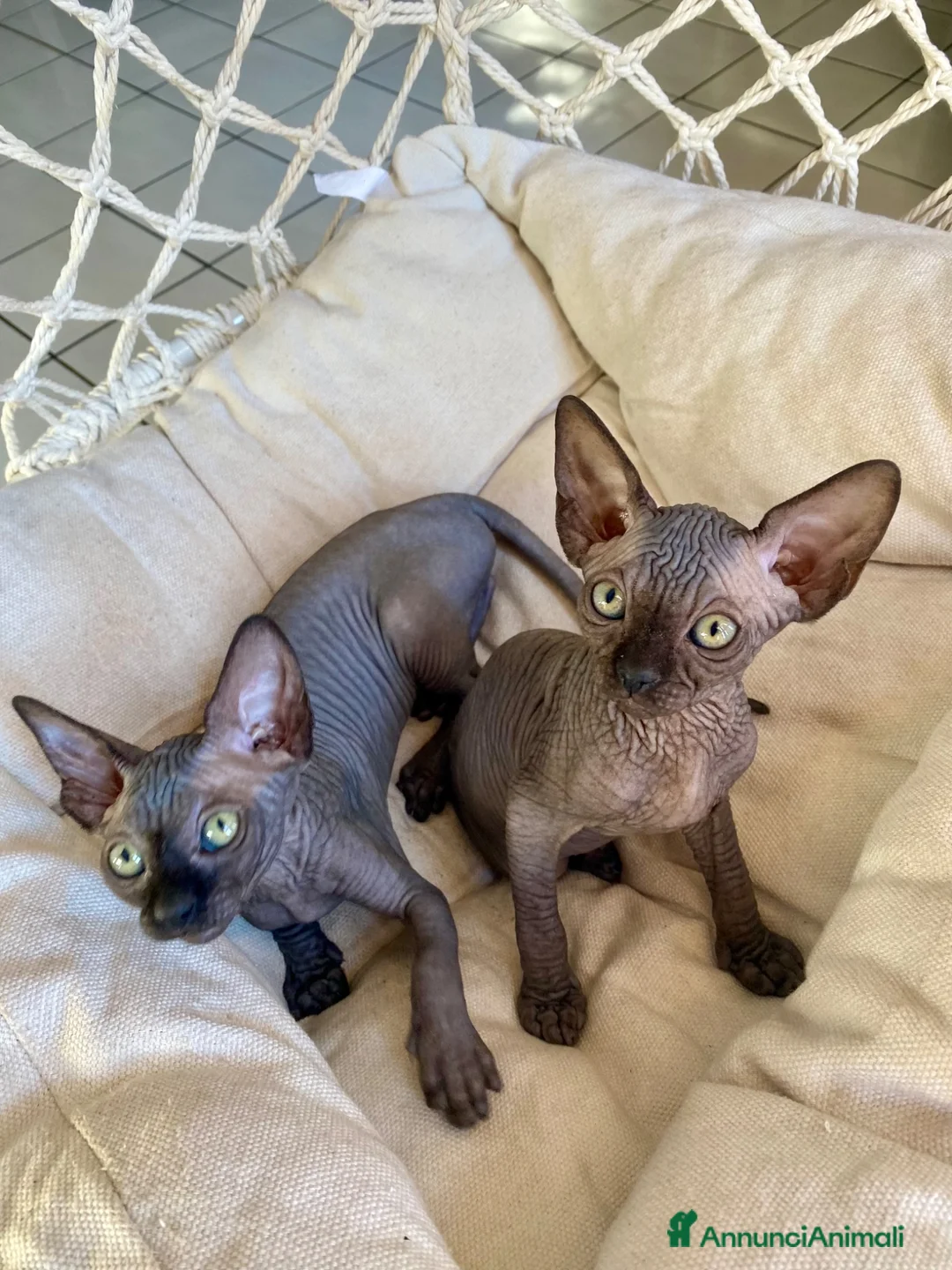 Sphynx gatti in vendita: Cuccioli Sphynks  a Provincia di Pesaro e Urbino - Annuncio 2