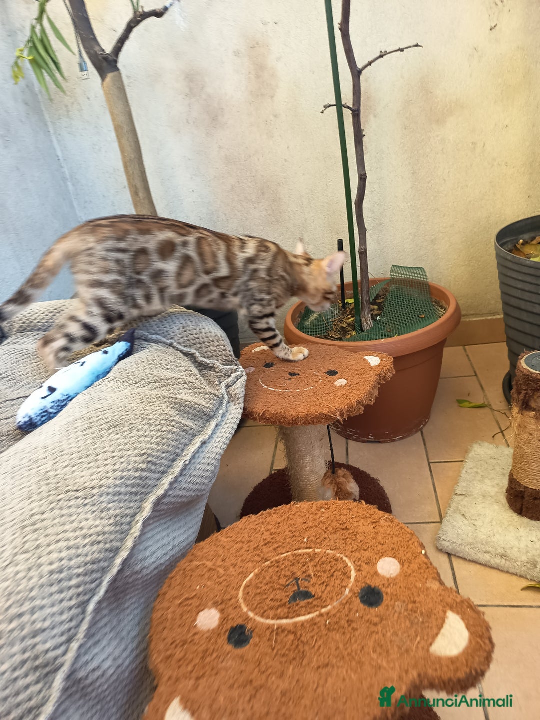 Bengala gatti in vendita: cucioli bengala  - Annuncio 4