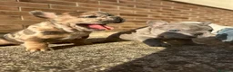 Bulldog Francese cani in vendita: bulldog francese  - Annuncio 15
