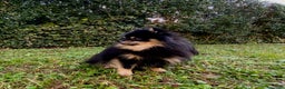 Spitz cani per accoppiamento:  SPITZ DI POMERANIA MASCHIO PER MONTA  - Annuncio 8