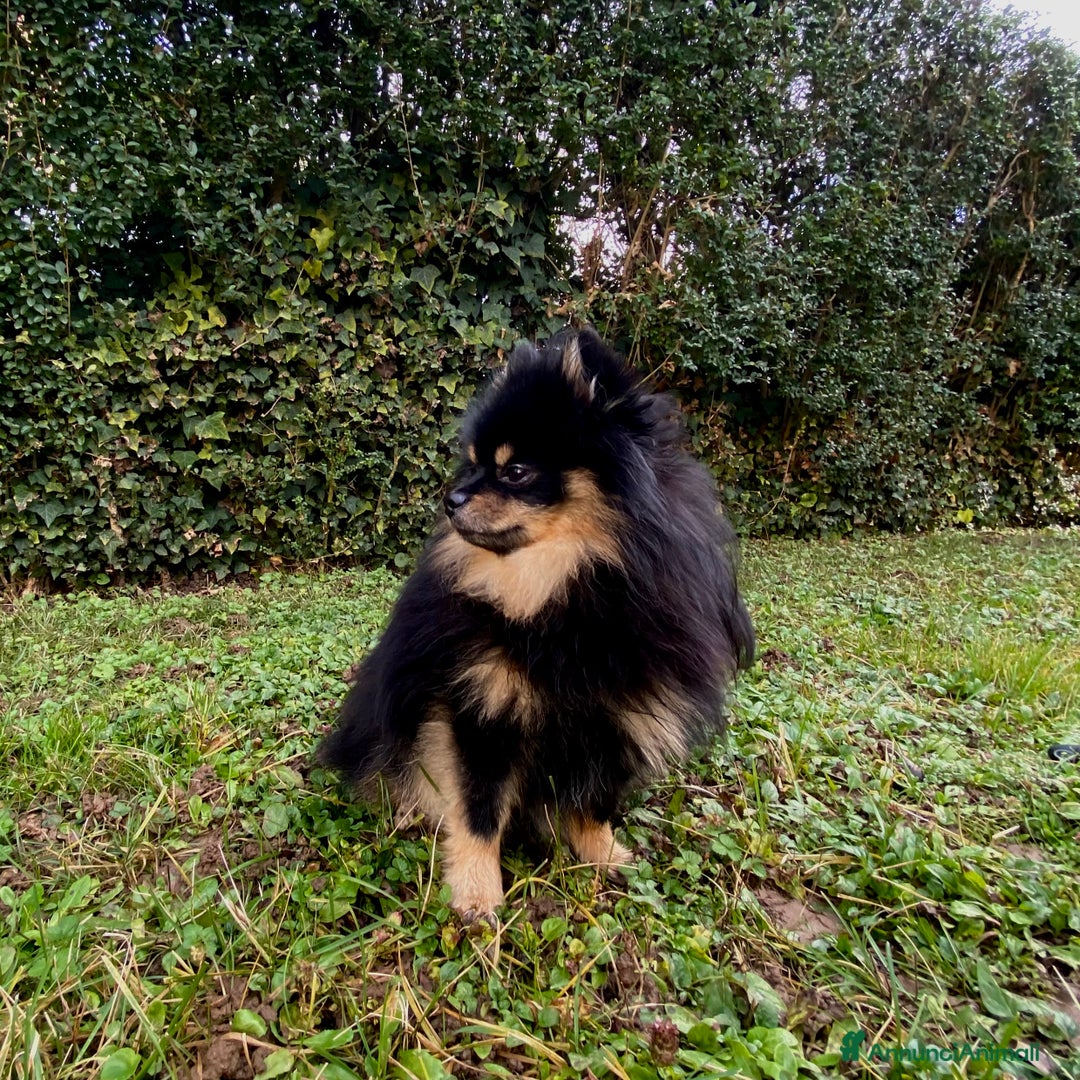 Spitz cani per accoppiamento:  SPITZ DI POMERANIA MASCHIO PER MONTA  - Annuncio 8