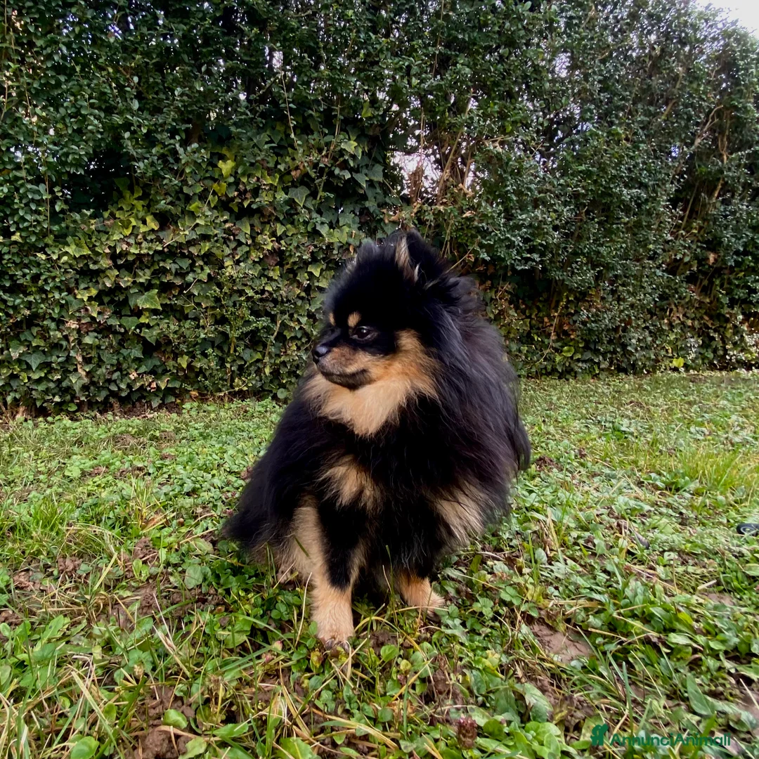 Spitz cani per accoppiamento:  SPITZ DI POMERANIA MASCHIO PER MONTA  - Annuncio 8