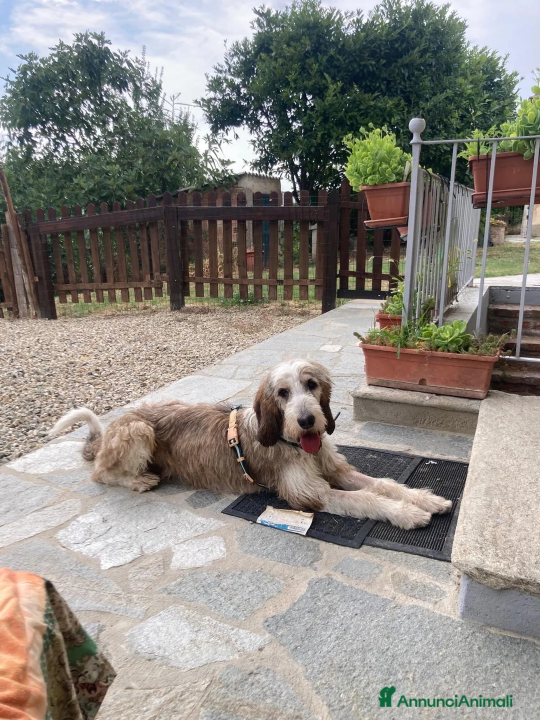 Meticcio cani in regalo: Oscar a Città Metropolitana di Torino - Annuncio 3