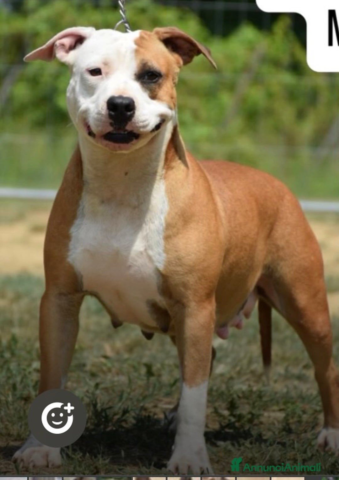 Pitbull cani in vendita: Allevamento professionale propone anche a rate - Annuncio 7