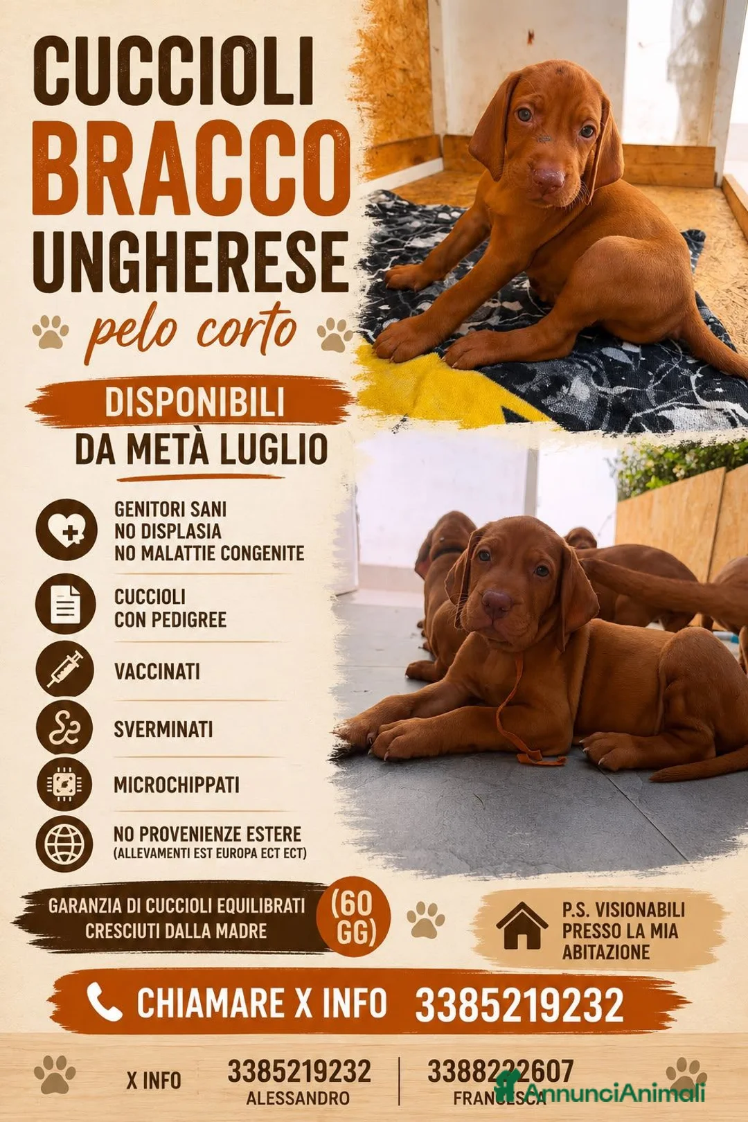 Bracco cani in vendita: Cuccioli di bracco ungherese (Viszla) disponibili - Annuncio 2