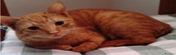 Meticcio gatti in regalo: Due gatti maschi  - Annuncio 1