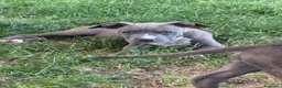 Pitbull cani in vendita: Pit Bull con pedigree, paghi anche a rate  - Annuncio 22