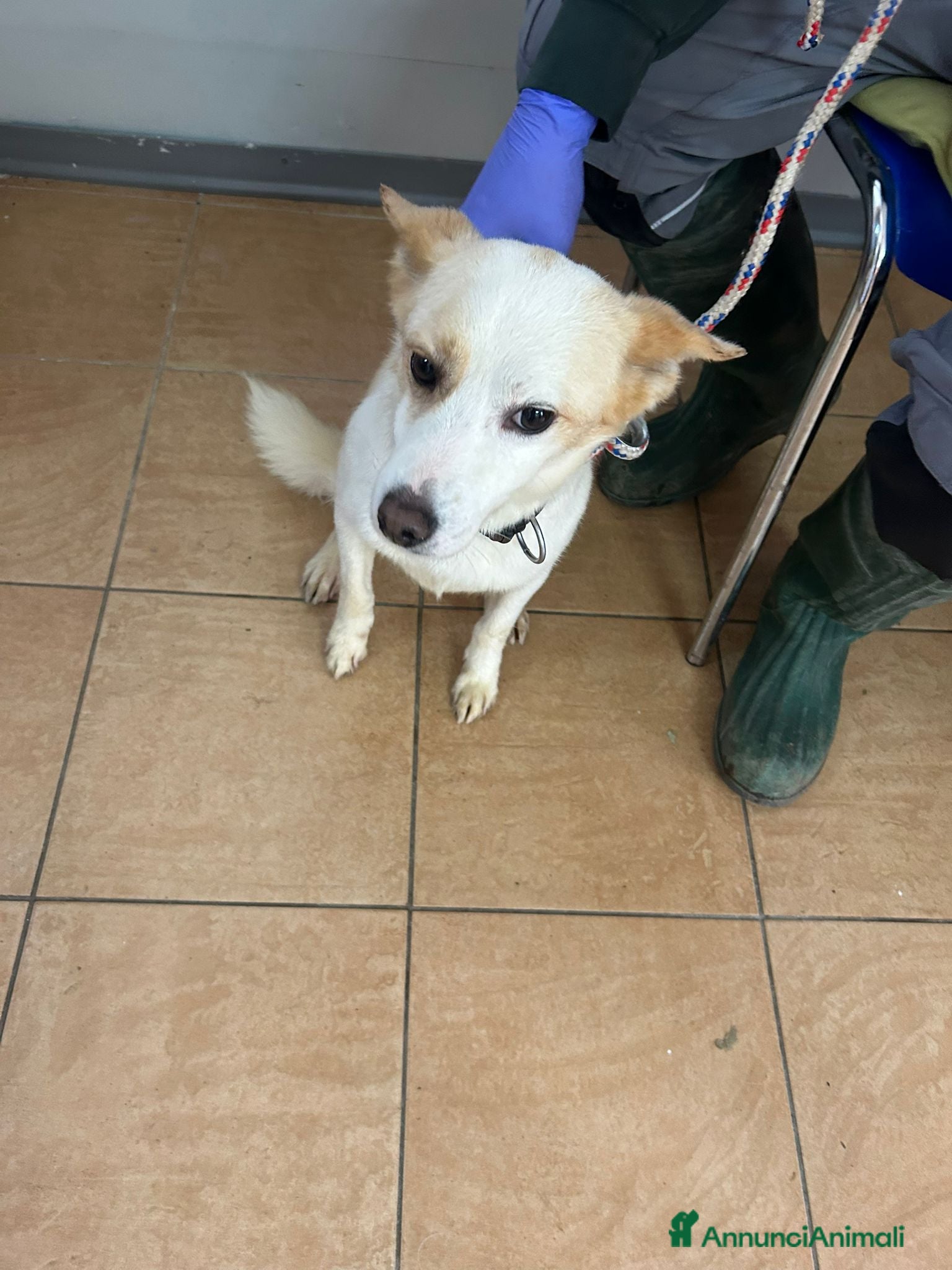 Meticcio cani Giotto, piccolo Meticcio maschio in Canile - Annuncio 1