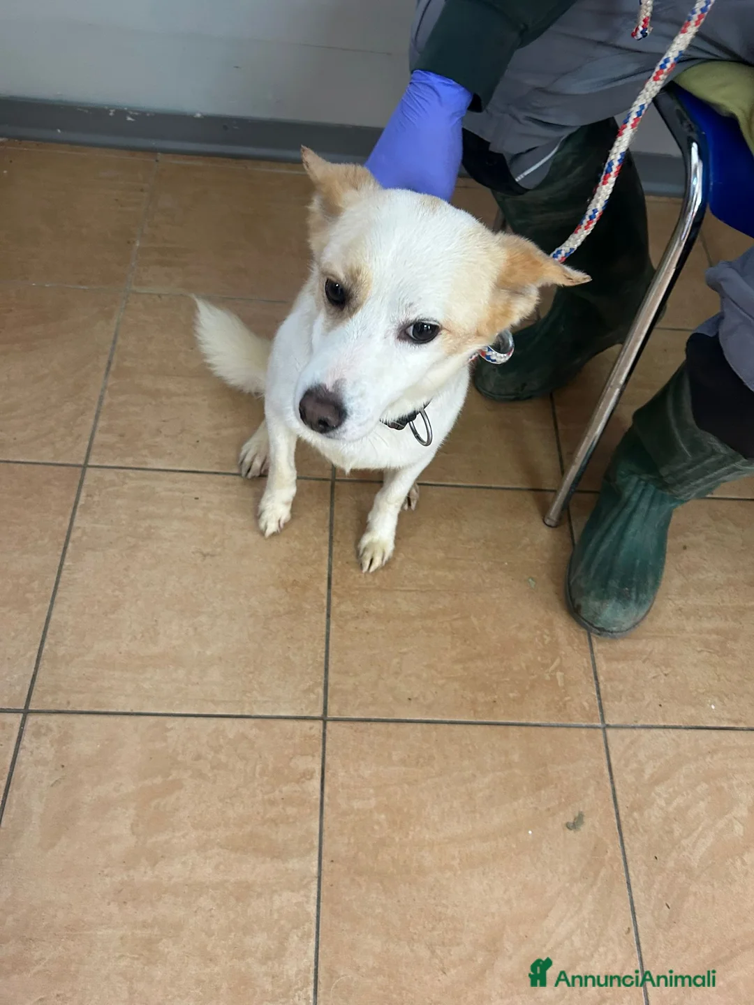 Meticcio cani in regalo: Giotto, piccolo Meticcio maschio in Canile - Annuncio 1