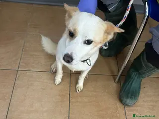 Meticcio cani Giotto, piccolo Meticcio maschio in Canile - Annuncio 1