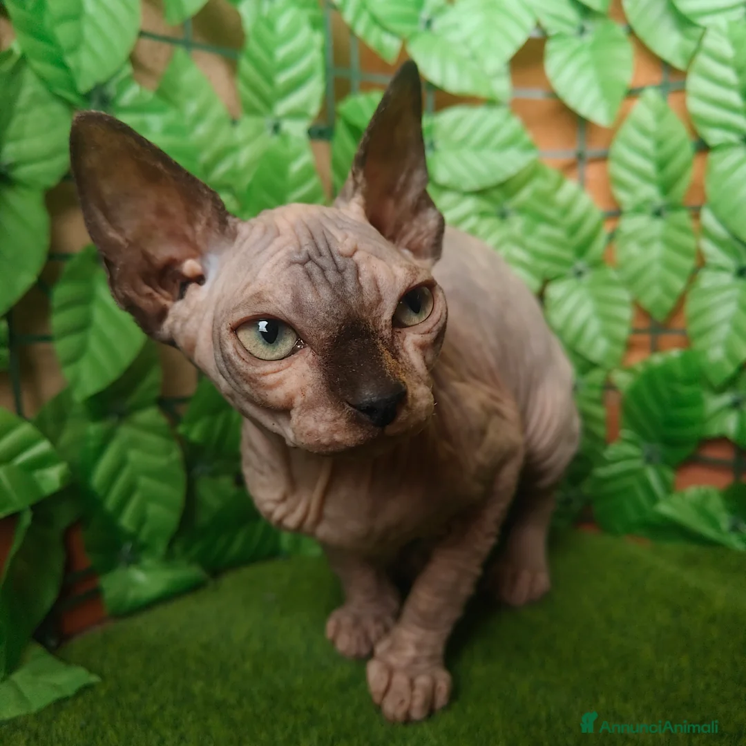 Sphynx gatti in vendita: Cucciola di Canadian Sphynx - Annuncio 3