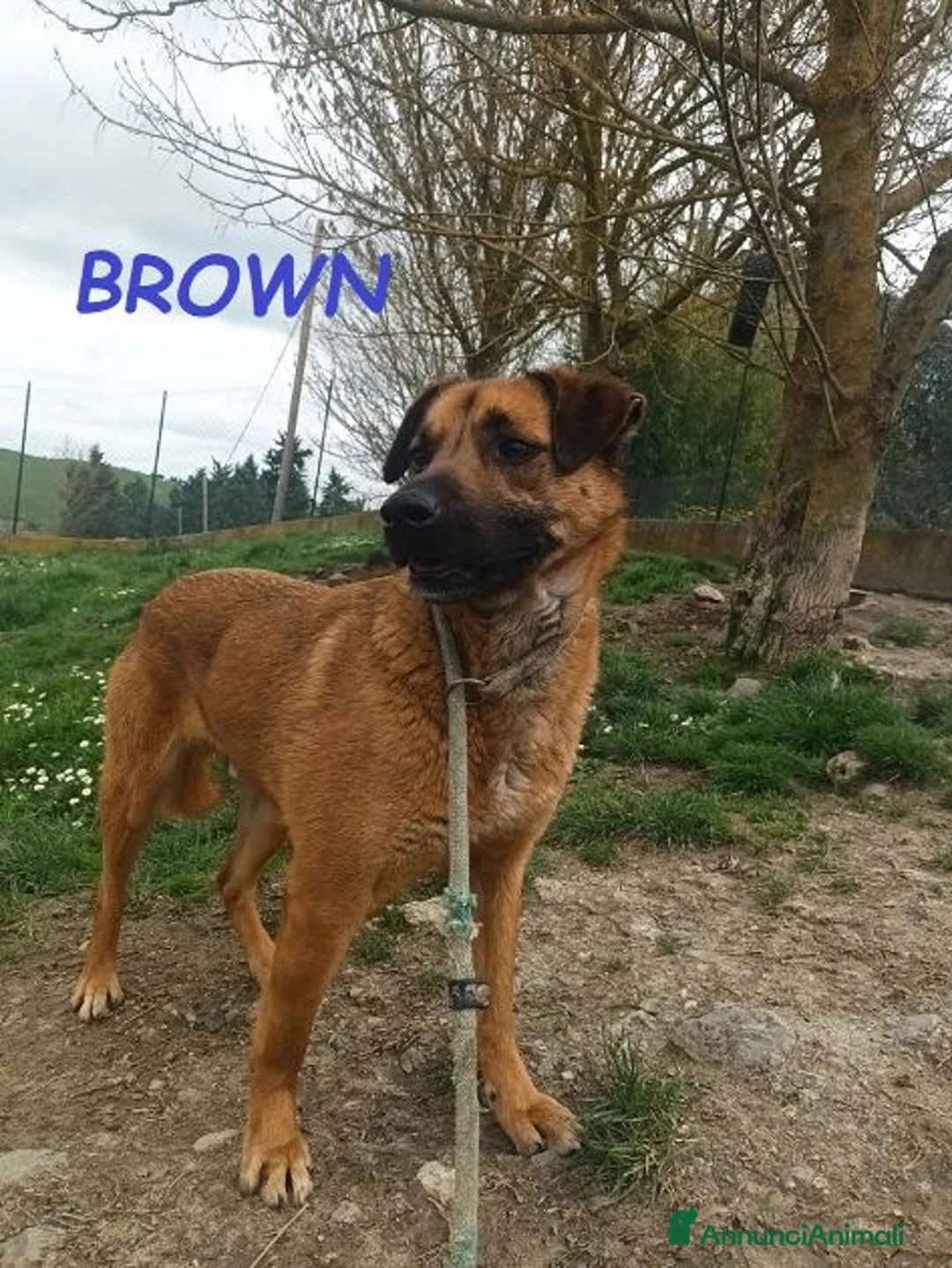 Meticcio cani in regalo: BROWN un bel timidino - Annuncio 6