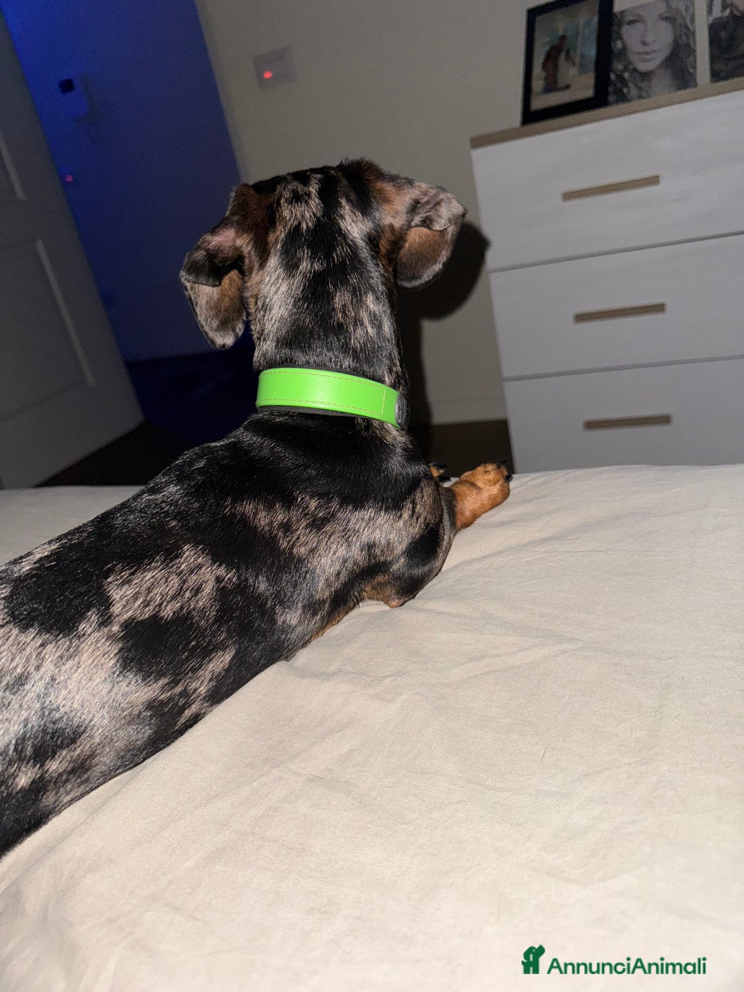 Bassotto cani per accoppiamento: Pablo il bassotto arlecchino  - Annuncio 5