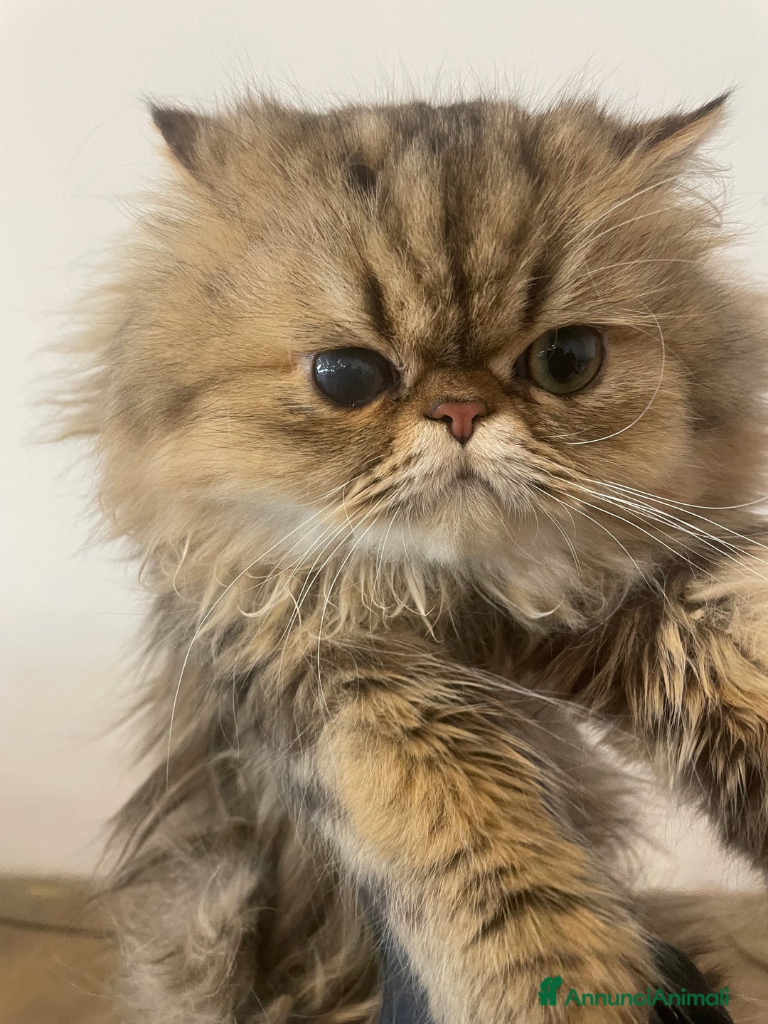 Persiano gatti in vendita: gatto persiano golden shaded con pedigree - Annuncio 7